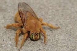 Xylocopa-varipuncta-male.jpg