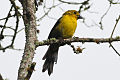 Yellow-headed Brush-finch (Atlapetes flaviceps) (8079776925).jpg