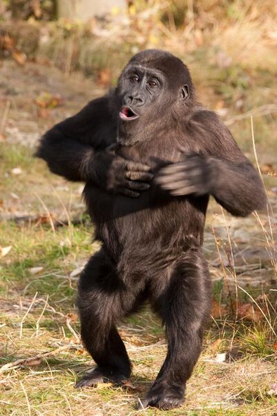 File:Young gorilla drumming chest (3956000911).jpg