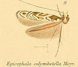 08-Epicephala colymbetella Turner, 1947.JPG