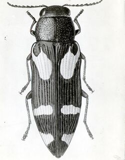 1928. Buprestis gibbsi. Adult. Photo enlarged and detailed. (34999633886).jpg