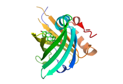 1LNM (Anticalin DIGA16 in complex with digitoxigenin).png