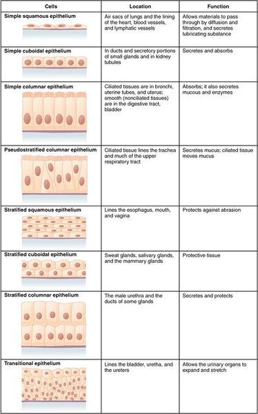 File:423 Table 04 02 Summary of Epithelial Tissue CellsN.jpg