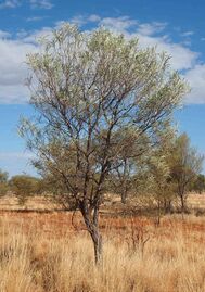 Acacia sericophylla.jpg