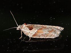 Acleris maculidorsana.jpg