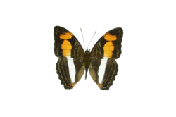 Adelpha melona d.png