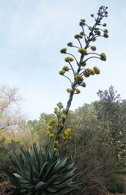 Agave atrovirens, the Maguey del Montana (9170370965).jpg