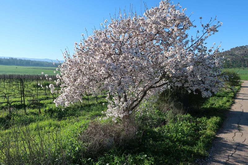 File:Almond tree in blossom (Israel).jpg
