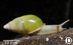 Amphidromus syndromoideus.png