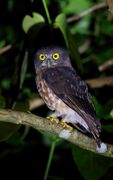 Andaman Hawk-Owl.jpg