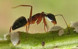 Ant tending scales3.jpg