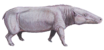 Anthracotherium cropped.png