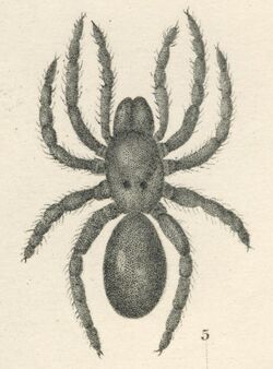 Antrodiaetus unicolor (Hentz, 1842).jpg