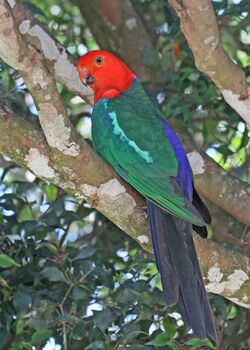 Australian King Parrot JCB.jpg