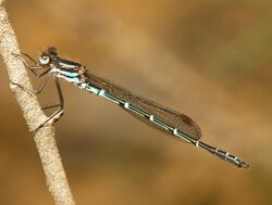 Austrolestes cingulatus male.jpg