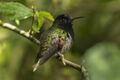 Black-bellied Hummingbird - La Paz - Costa Rica MG 2167 (26086455573).jpg