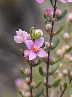 Boronia glabra Pilliga.jpg