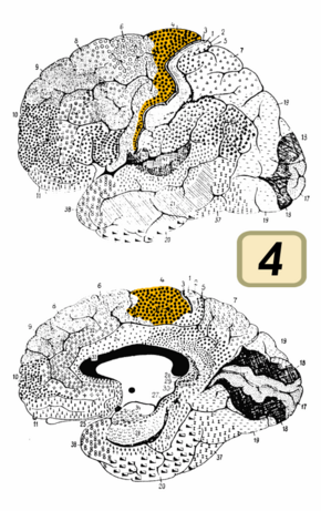 Brodmann Cytoarchitectonics 4.png