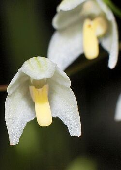 Bulbophyllum newportii (6475018335) - cropped.jpg