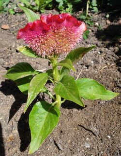 Célosia cristata plante rose-rouge.JPG