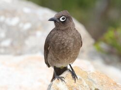 Cape Bulbul RWD3.jpg