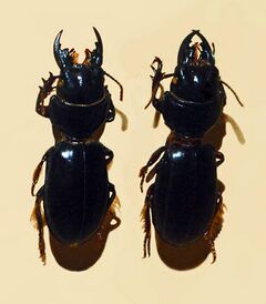 Carabidae - Scarites buparius.JPG