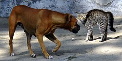 Cat and dog standoff (3926784260).jpg