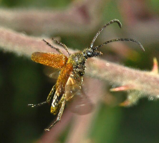 File:Cerambycidae - Pseudovadonia livida-000.JPG
