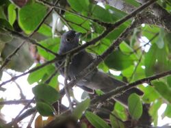 A grey bird partially perching at the branches of a trees.