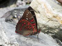 Close wing position of Euthalia lubentina Cramer, 1777 – Gaudy Baron.jpg