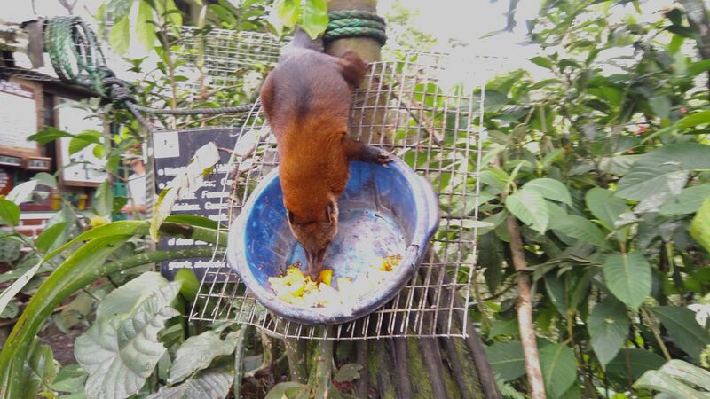 File:Coati Feeding in Ecuador.jpg