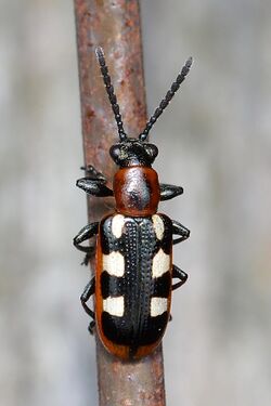 Common Asparagus Beetle (Crioceris asparagi) (35543248401).jpg