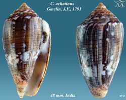 Conus achatinus 2.jpg