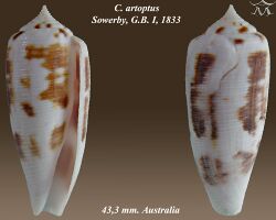 Conus artoptus 1.jpg