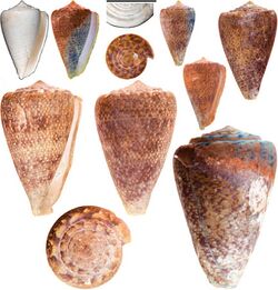 Conus kaesleri.jpg