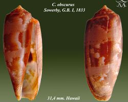 Conus obscurus 2.jpg