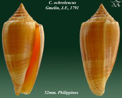 Conus ochroleucus 2.jpg