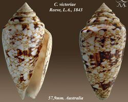 Conus victoriae 1.jpg