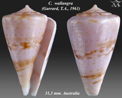 Conus wallangra 1.jpg