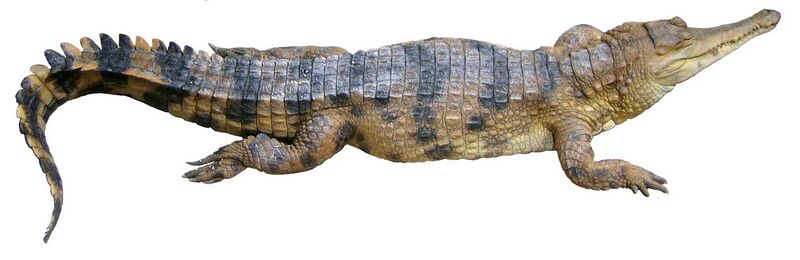 File:Crocodylus cataphractus faux-gavial d'Afrique2 white background.JPG