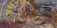 Crotalus morulus, Tamaulipan Rock Rattlesnake, Tamailipas.jpg