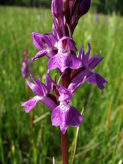 Dactylorhiza elata 003.jpg