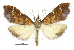 Deana hybreasalis female.jpg