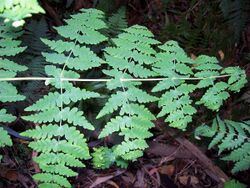 Deeply lobed fern with opposite fronds Dee Why.jpg