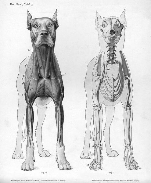 File:Dog anatomy anterior view.jpg