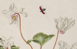 Drawing, album (BM SL,5276.74) (ladybird flying over cyclamen).jpg