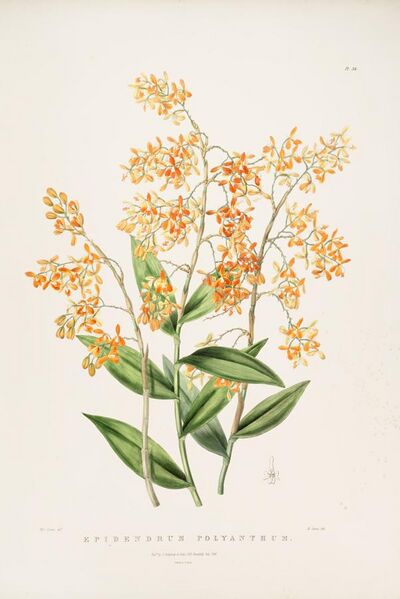 File:Epidendrum polyanthum - Bateman Orch. Mex. Guat. pl. 34 (1842).jpg