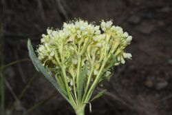 Eriogonum umbellatum 7298.JPG