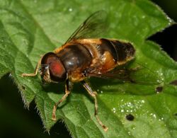 Eristalis.pertinax male.jpg