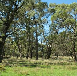 Eucalyptus aggregata habit.jpg
